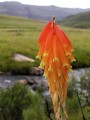 Kniphofia triangularis