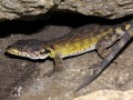 Lizard