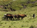 Ox sledge