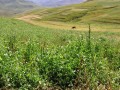 Pea fields