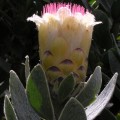 Protea subvestita-detail