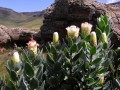 Protea subvestita