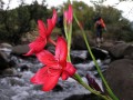 Schyzostylis coccinea