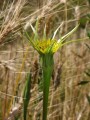 Tragopogon sp.
