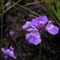 Utricularia livida 2