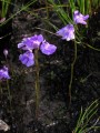 Utricularia livida