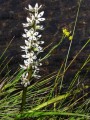 Wurmbea sp.