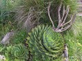 Aloe polyphylla