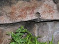 Bushmen's paintings 3