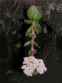 Crassula natalensis