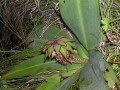 Eucomis schiffii