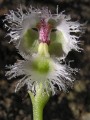 Huttonaea grandiflora