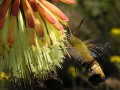 Kniphofia & Sphinx