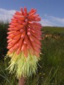 Kniphofia caulescens 3