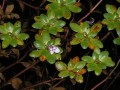 Lindernia conferta