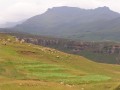 Corn fields