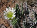 Codon royenii