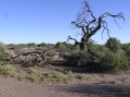 Dead tree