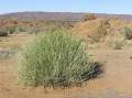 Euphorbia