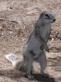 Ground squirrel