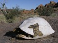 Leopard tortoise