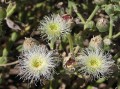 Mesembryanthemum