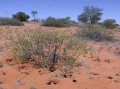 Accacia