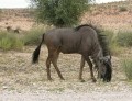 Blue wildebeest