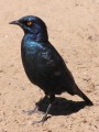 Cape glossy starling