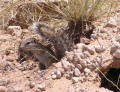 Ground squirrel