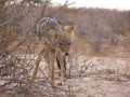 Jackal