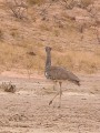 Kori bustard
