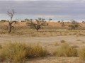 Nossob river bed
