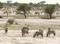 Oryx 1