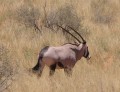 Oryx 2