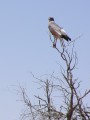 Pale chantink goshawk