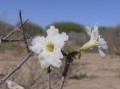 Rhigozum trichotomum