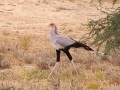 Secretary Bird