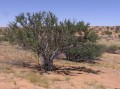 Shepherd's tree