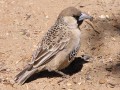 Social-weaver