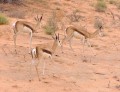 Springboks 3