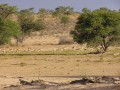 Springboks