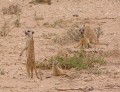 Suricates