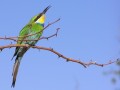 Swallowtailed Bee-eater