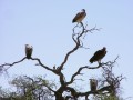 Vultures