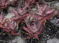 Aloe arenicola 1