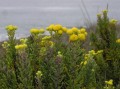 Asteraceae