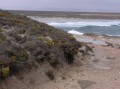 Coastal vegetation