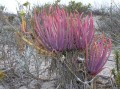 Conicosia sp. 1