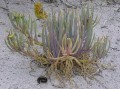 Conicosia sp. 2